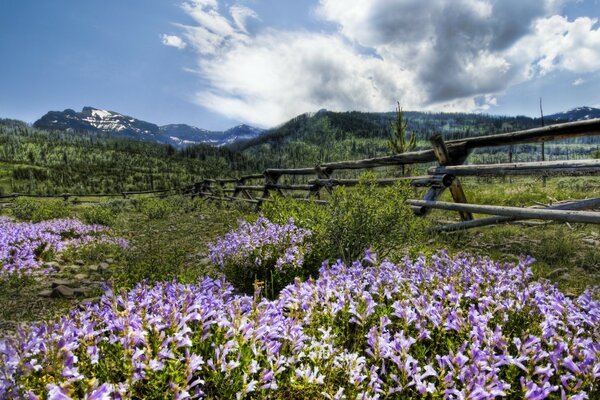 En el campo de las flores y la vieja valla