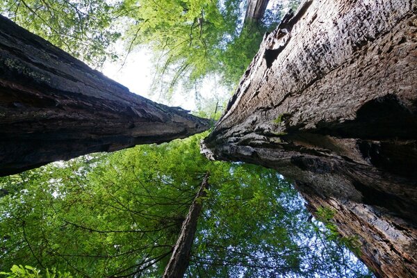 Photo d un tronc d arbre en bas