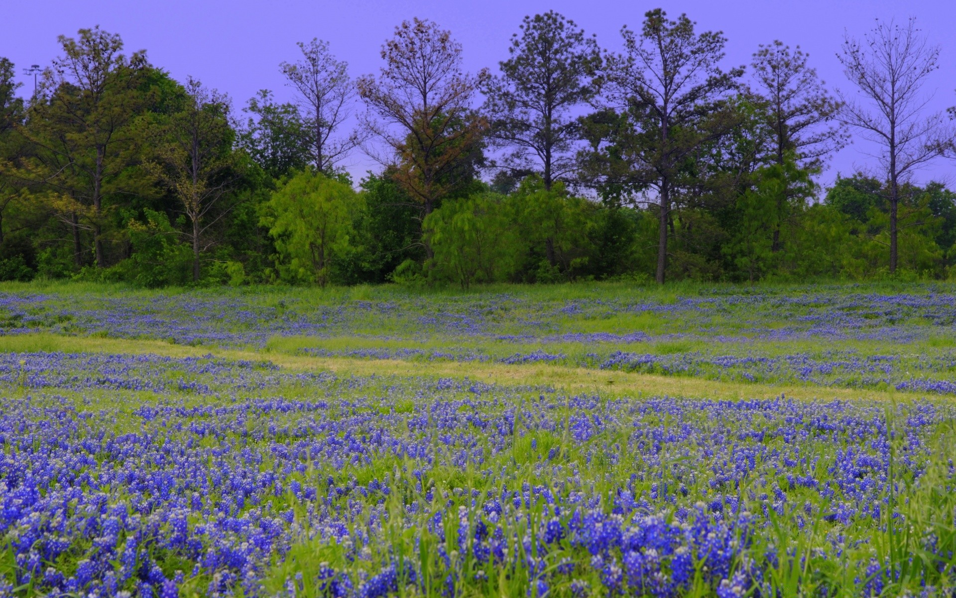 america flower nature hayfield rural field landscape outdoors flora tree summer color countryside season grass agriculture leaf springtime scenic wood