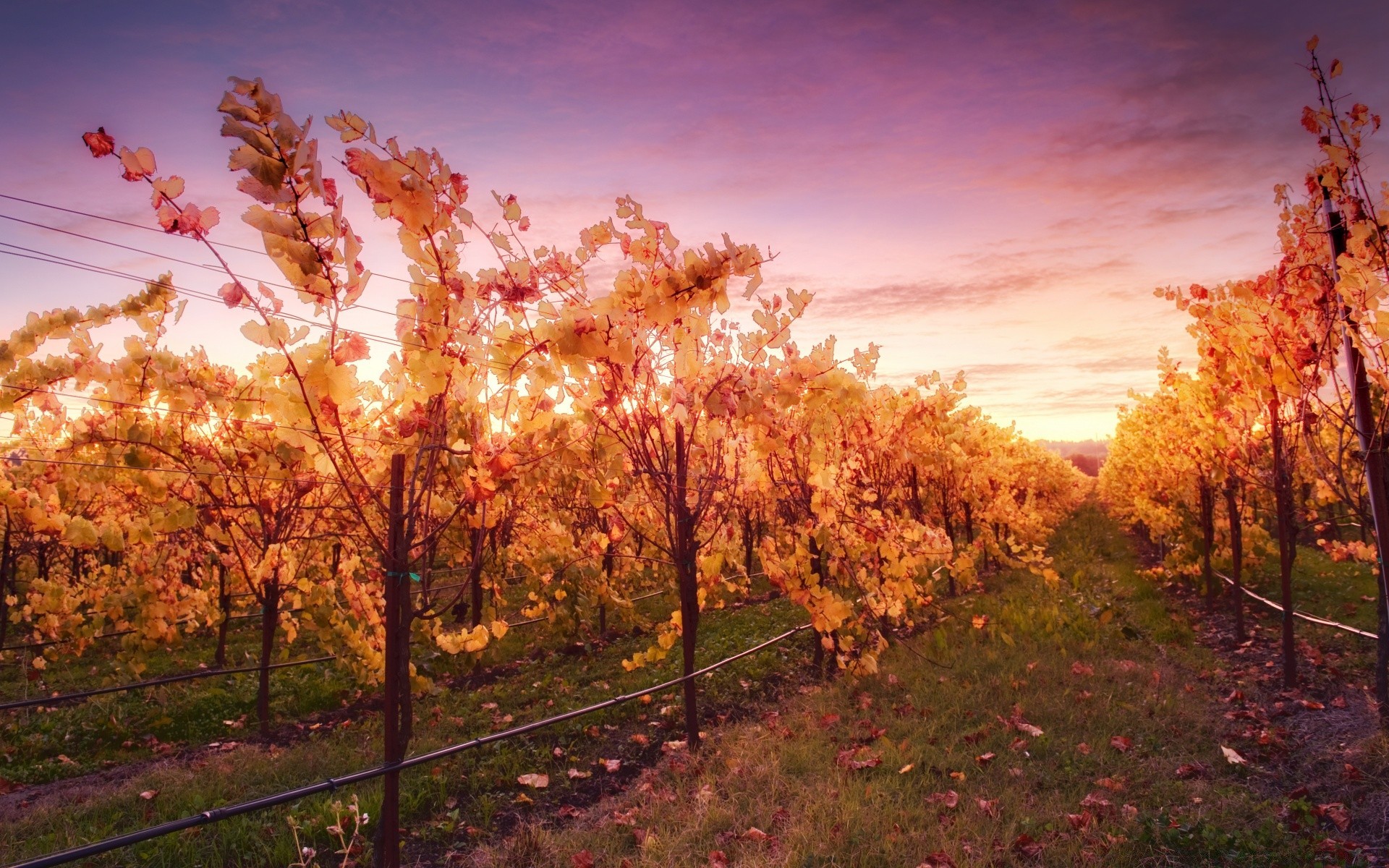 america autunno albero foglia paesaggio stagione natura acero parco scenic legno all aperto bel tempo alba paesaggio ramo oro sole colore luminoso