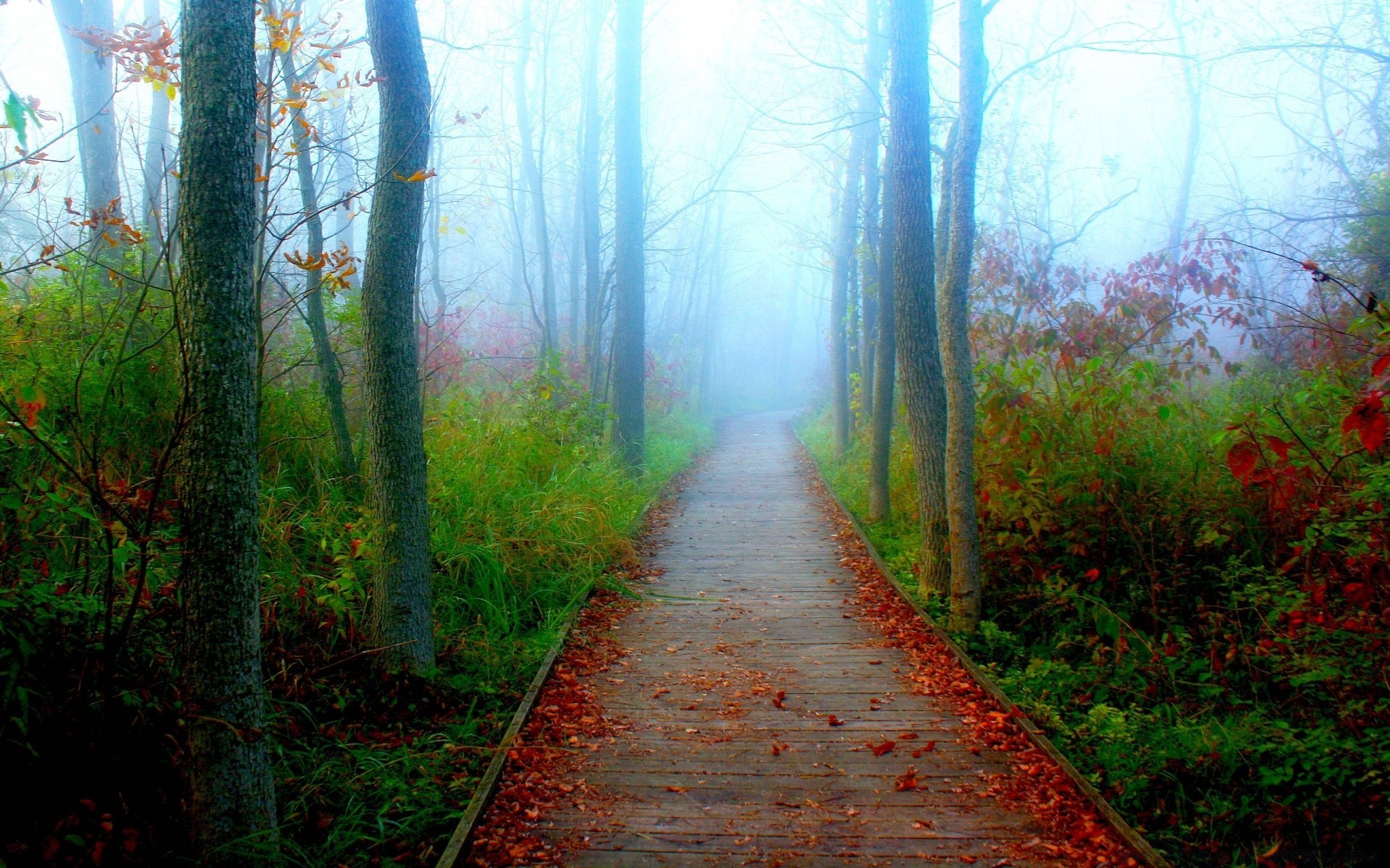 amérique bois brouillard paysage brouillard arbre nature aube automne feuille guide parc route sentier lumière sentier branche environnement beau temps soleil