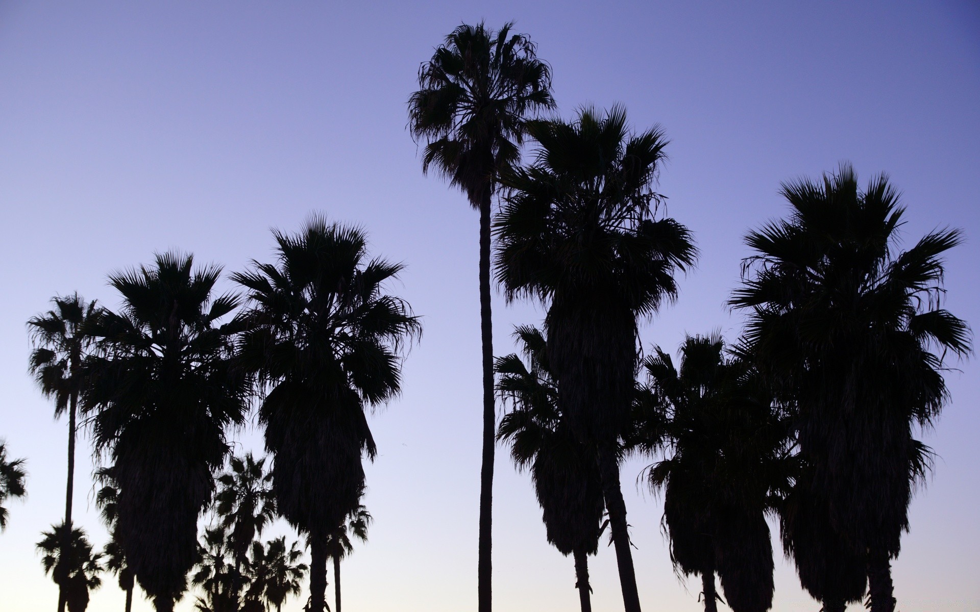 america palma albero tropicale sole spiaggia esotico sabbia viaggi idillio estate bel tempo relax cocco silhouette all aperto mare cielo isola vacanza