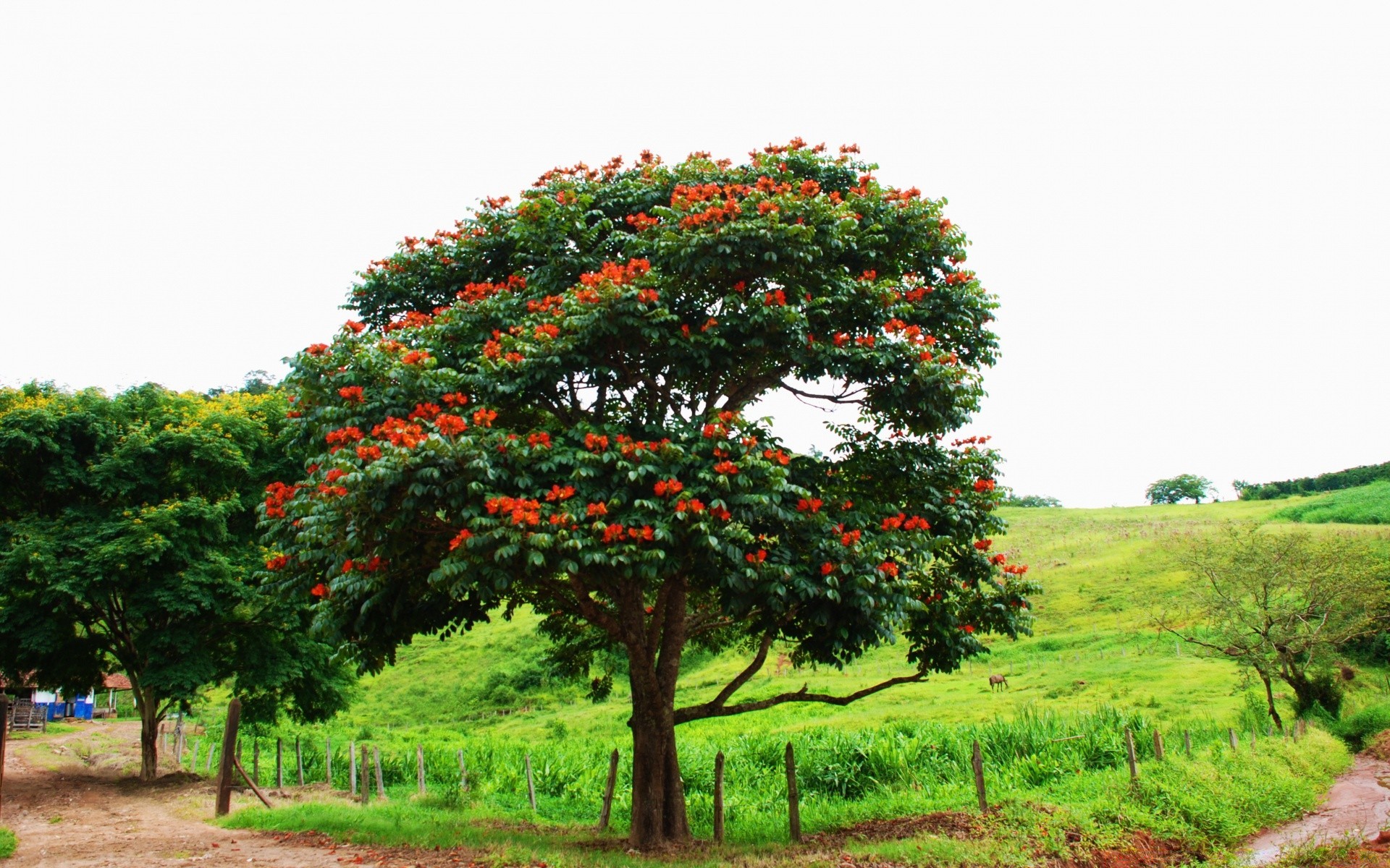 américa árbol naturaleza paisaje hoja flora jardín temporada rama parque al aire libre flor hierba medio ambiente crecimiento color