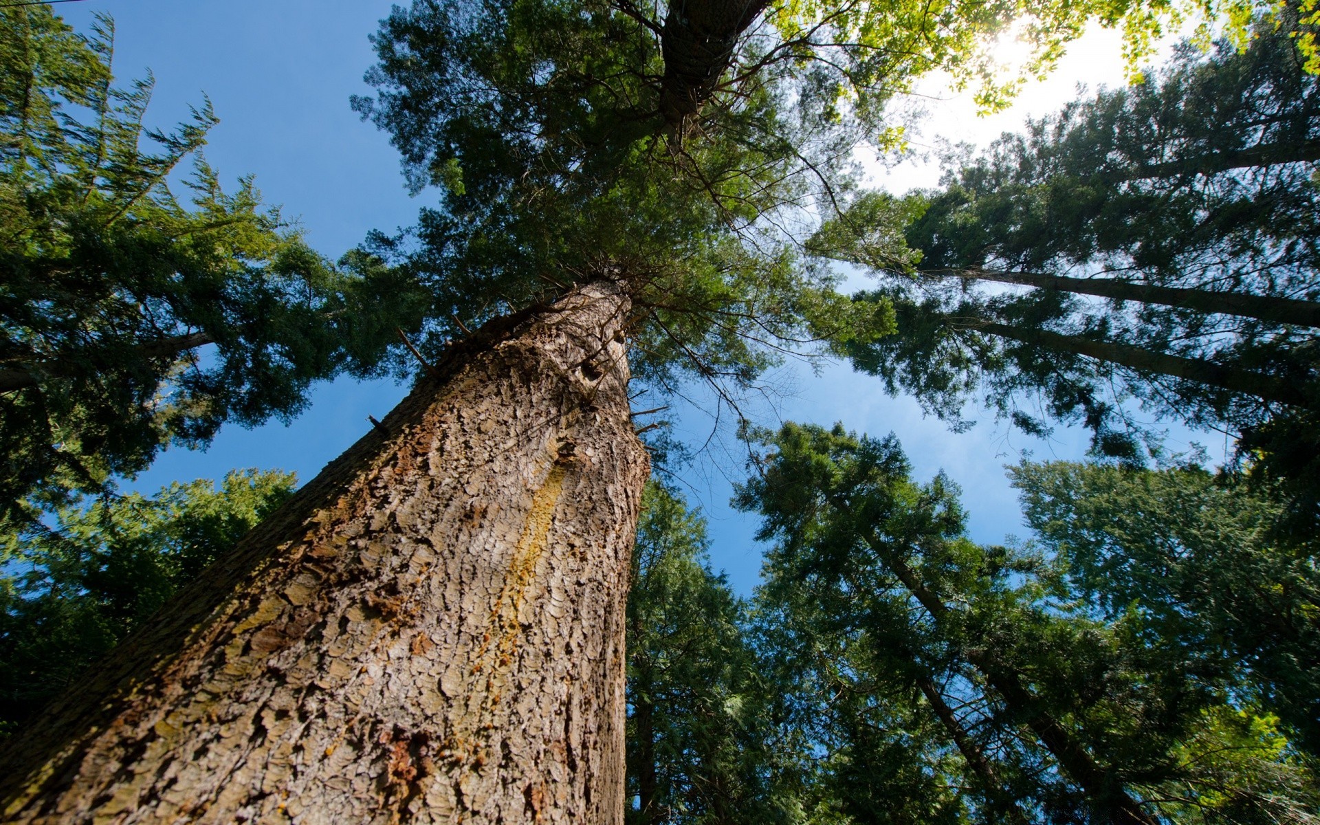 america albero di legno natura paesaggio cielo all aperto parco di pino ramo corteccia di conifere foglia di viaggio scenic ambiente flora tronco evergreen estate