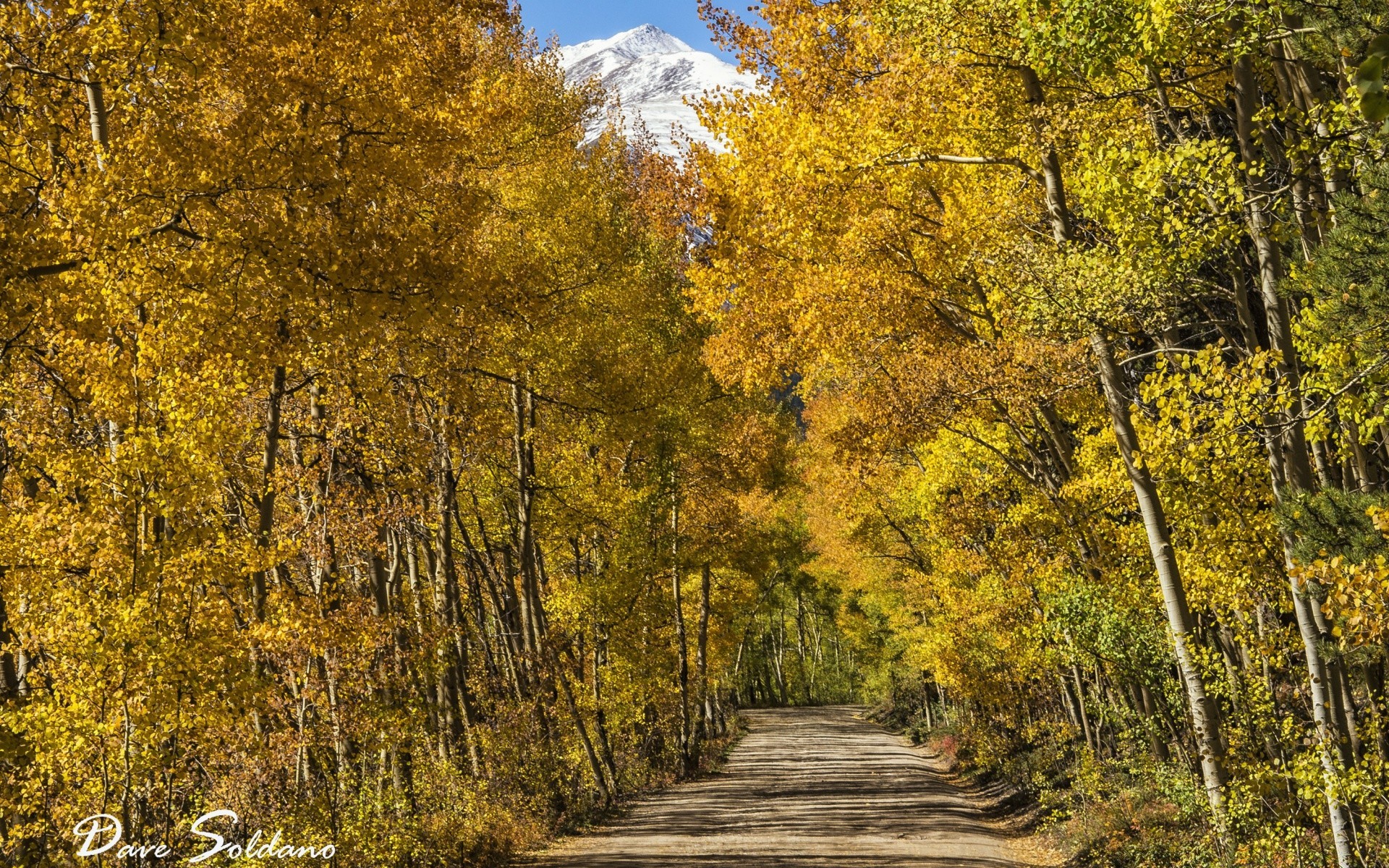 amerika herbst holz holz blatt landschaft natur saison landschaftlich park im freien straße landschaft gold landschaftlich szene umwelt landschaft gutes wetter führer