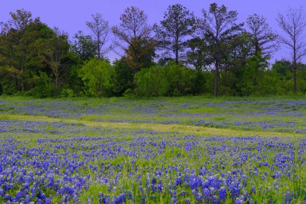 Grünes Feld mit blauen Farben bedeckt