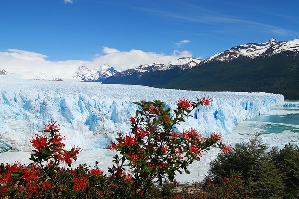 Red flowers on the background of snowy mountains