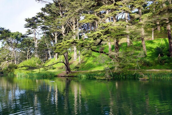 Mighty trees spread over the water