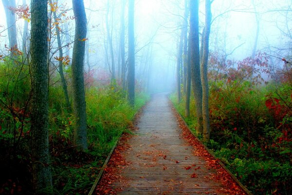 Sentiero stretto nella foresta nebbiosa autunnale