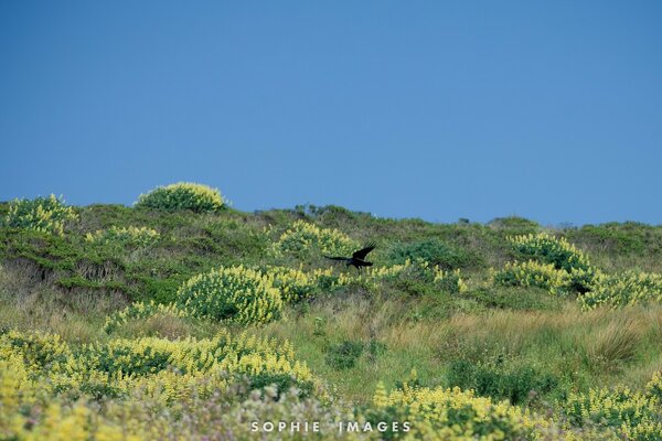 The green-covered American savannah