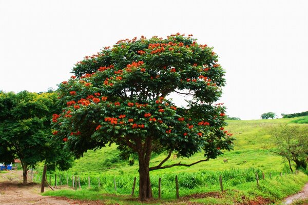 Rowan is dotted with red Georgias of berries