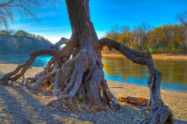 Les racines de l arbre tentent de rester dans le sol