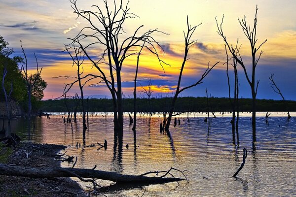 Bare trees stand in the water