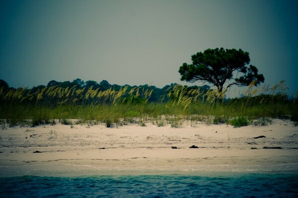 Sandy beach and a lonely pine tree