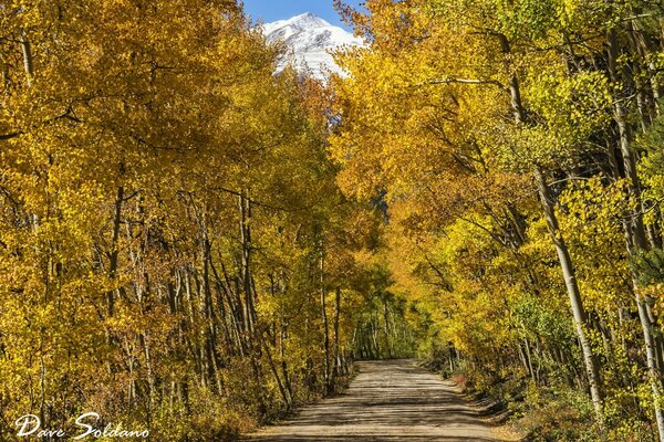 Forest trail leading to the mountains