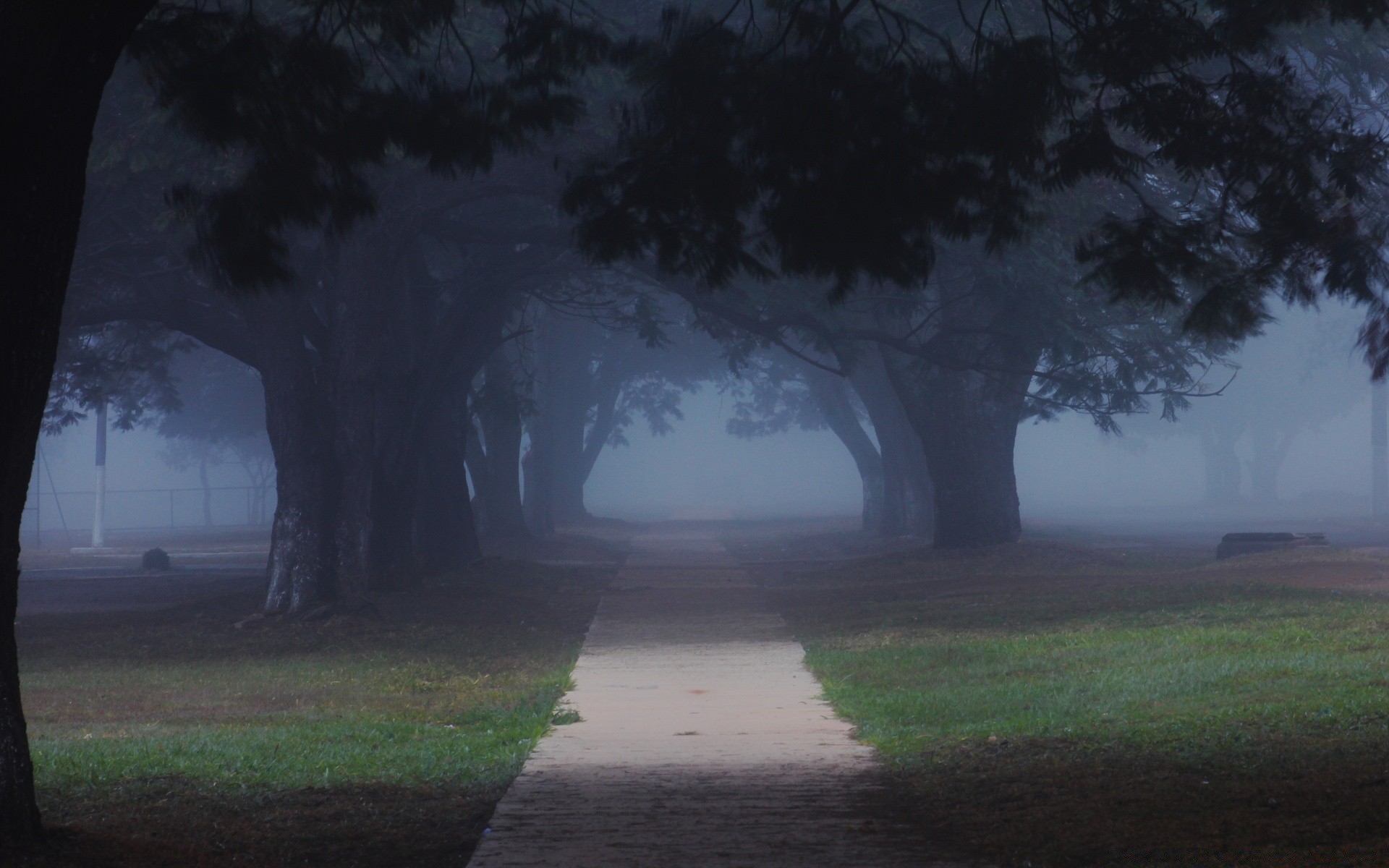 america fog mist landscape tree dawn light haze fall park rain nature sunset outdoors wood environment weather storm shadow eerie