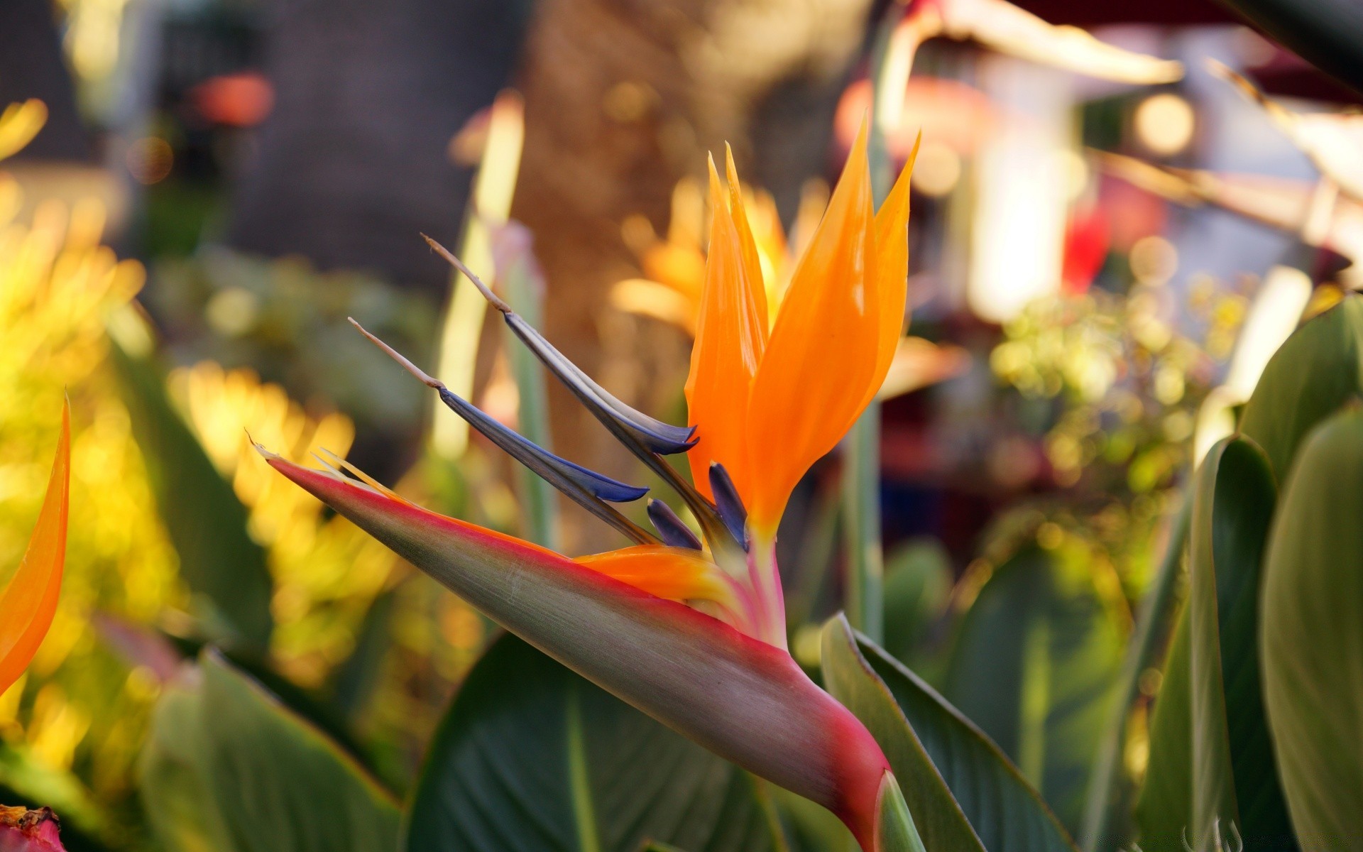 美国 自然 花 叶 植物群 花园 夏天 户外 颜色 明亮 增长 热带 盛开 公园