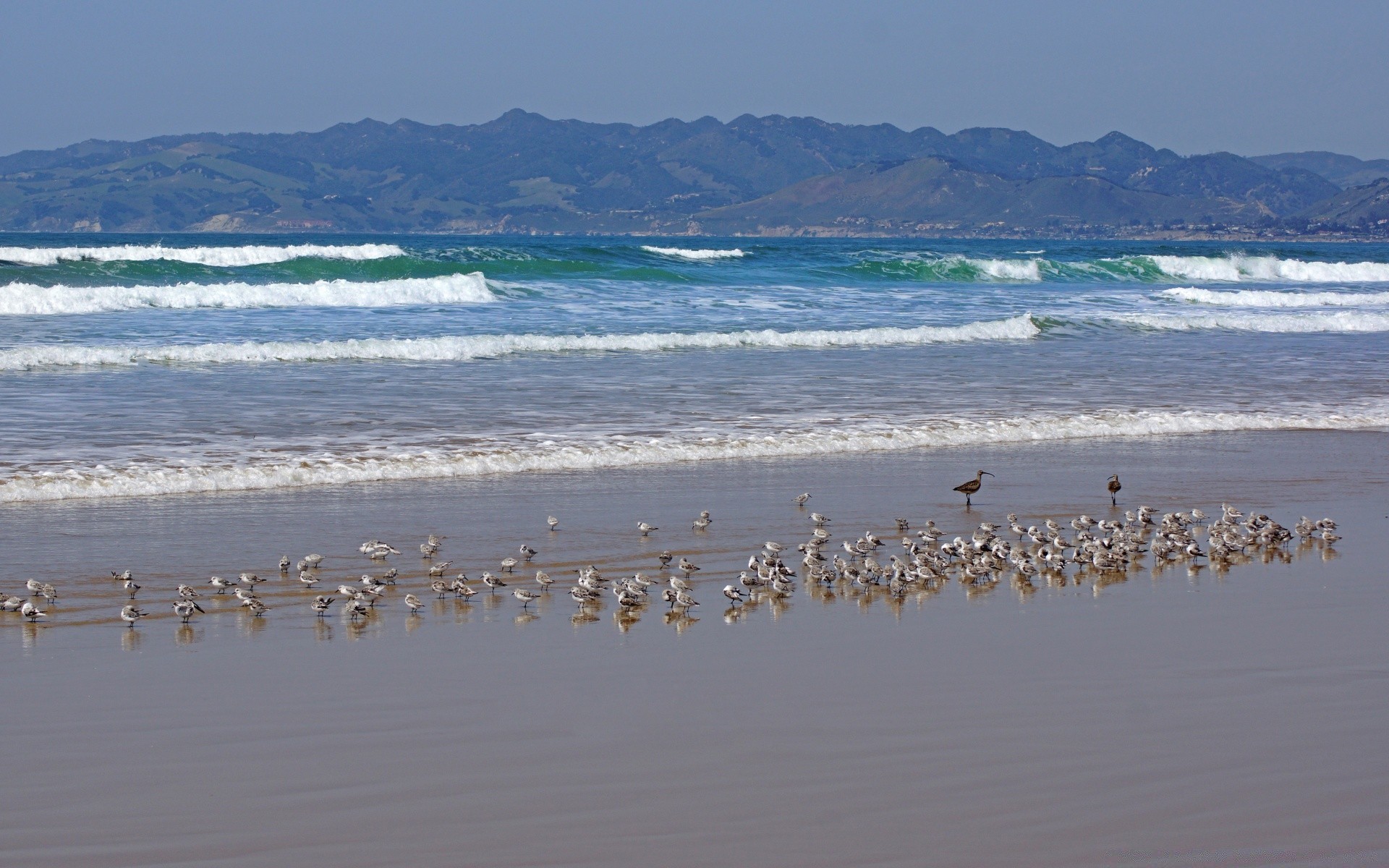 america uccello acqua gabbiani mare spiaggia oceano fenicottero natura mare uccelli acquatici oca gregge all aperto cielo fauna selvatica lago viaggi uccelli estate