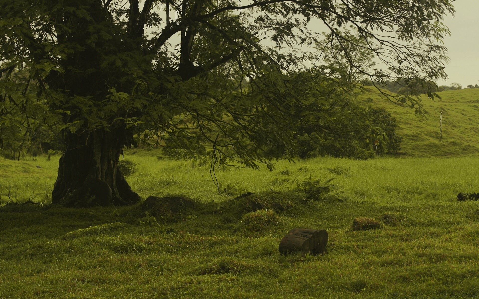 america tree mammal landscape grassland outdoors hayfield agriculture cattle wood grass