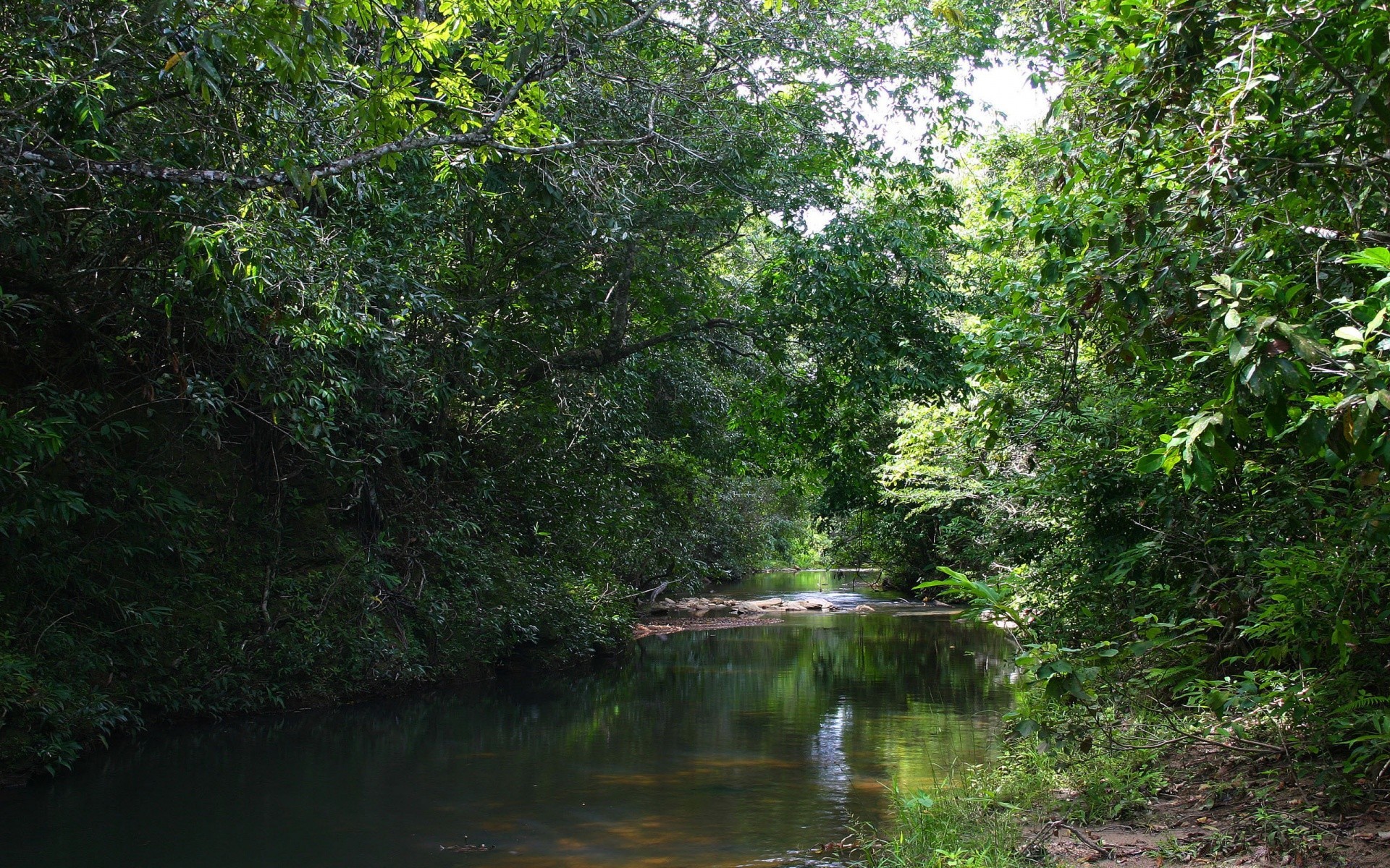 amérique eau paysage bois nature rivière arbre feuille environnement été à l extérieur scénique parc voyage luxuriante flore lac forêt tropicale réflexion