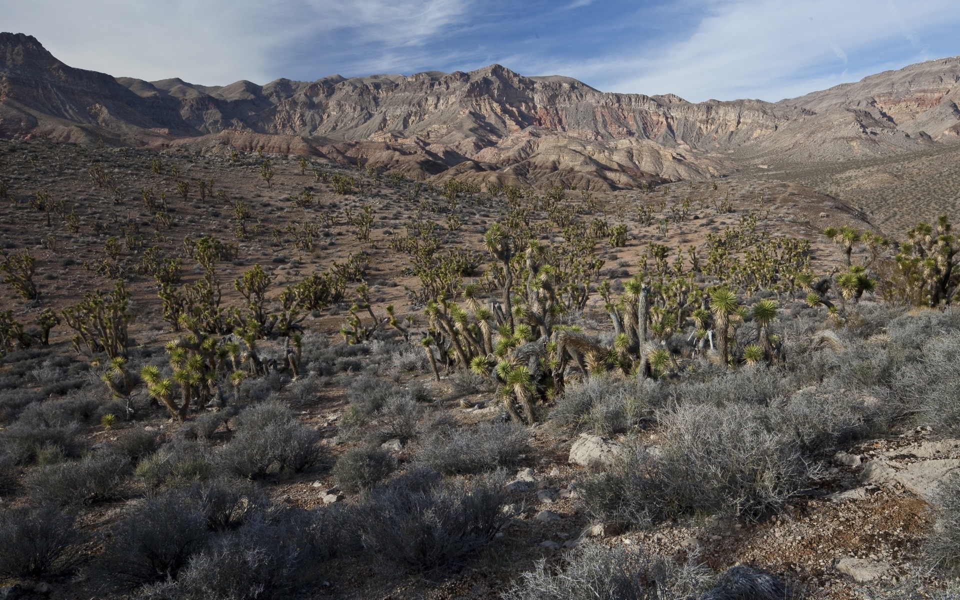 américa paisaje desierto naturaleza montañas cielo viajes al aire libre cactus escénico arid valle seco roca nacional