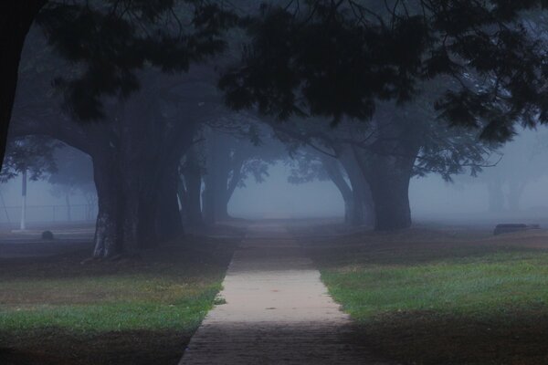 Fog enveloped the trees in the forest