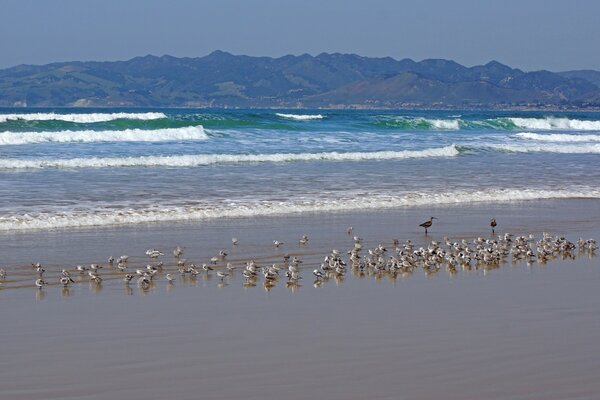 Seagulls circle the sea in search of fish