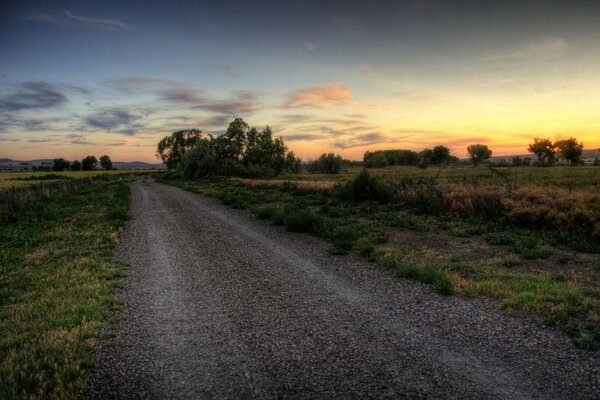 Camino de tierra en el bosque