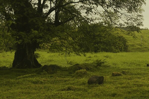 A green field on a summer day