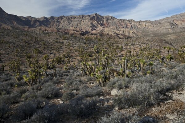 Cañón gris desierto rocoso