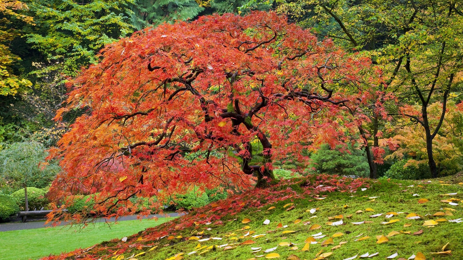 ameryka liść jesień drzewo natura krajobraz drewno sezon maple park scenic sceneria bujna flora scena zewnętrzna środowisko kolor jasny wiejski