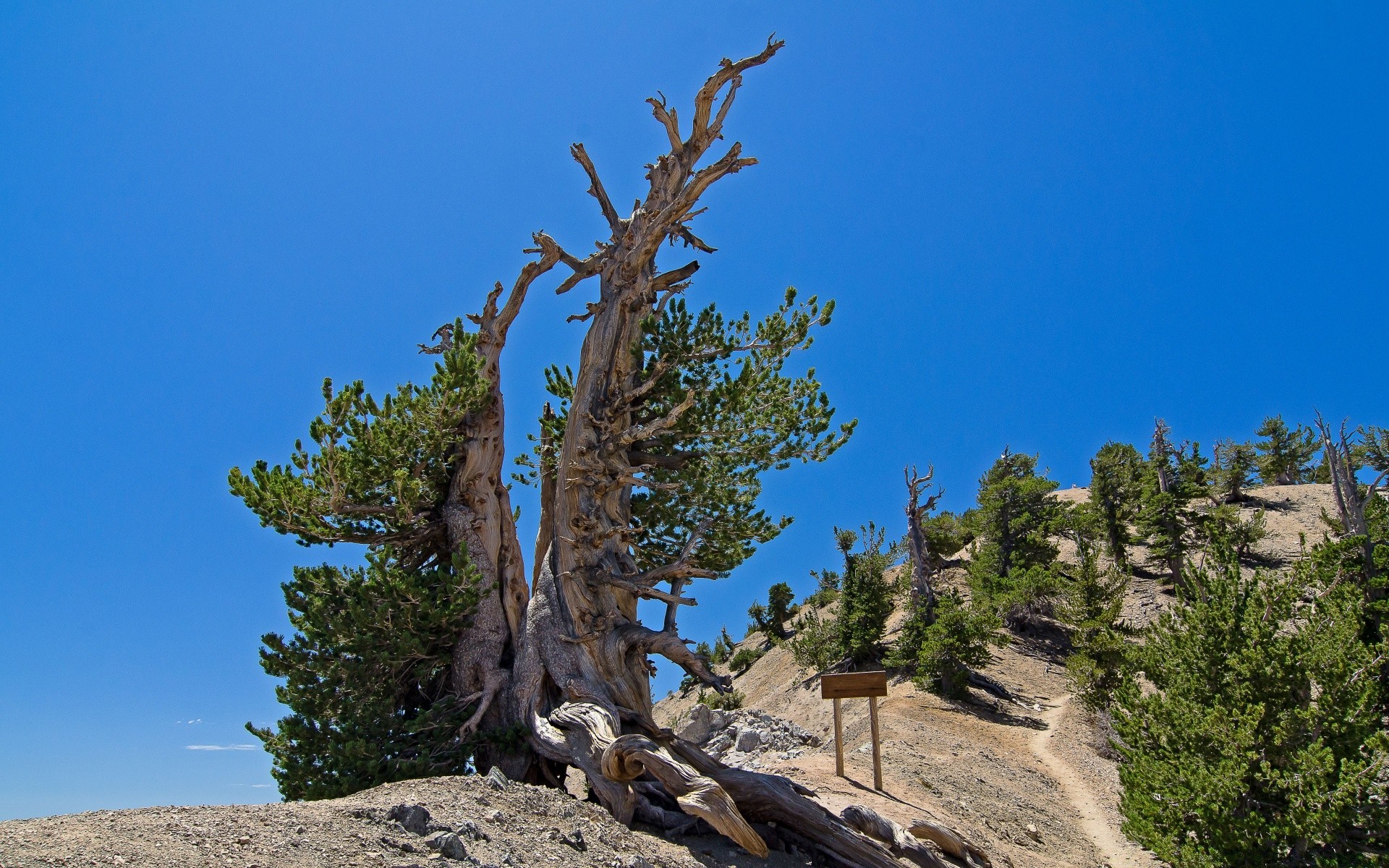 america albero all aperto natura paesaggio cielo legno viaggi conifere montagne scenico roccia evergreen luce del giorno