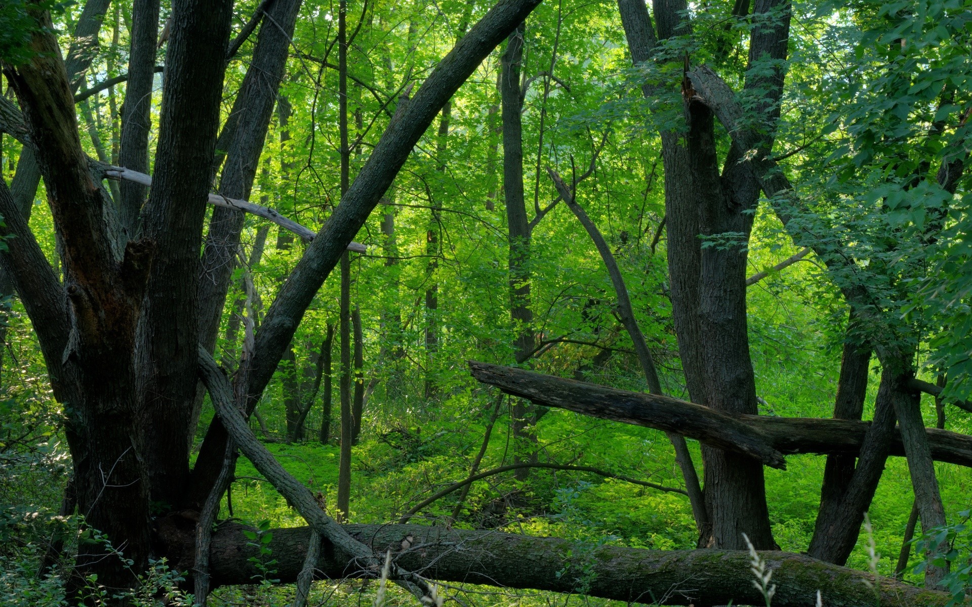 amérique bois arbre feuille nature paysage parc environnement saison automne à l extérieur scénique flore beau temps luxuriante tronc été branche lumière du jour manuel