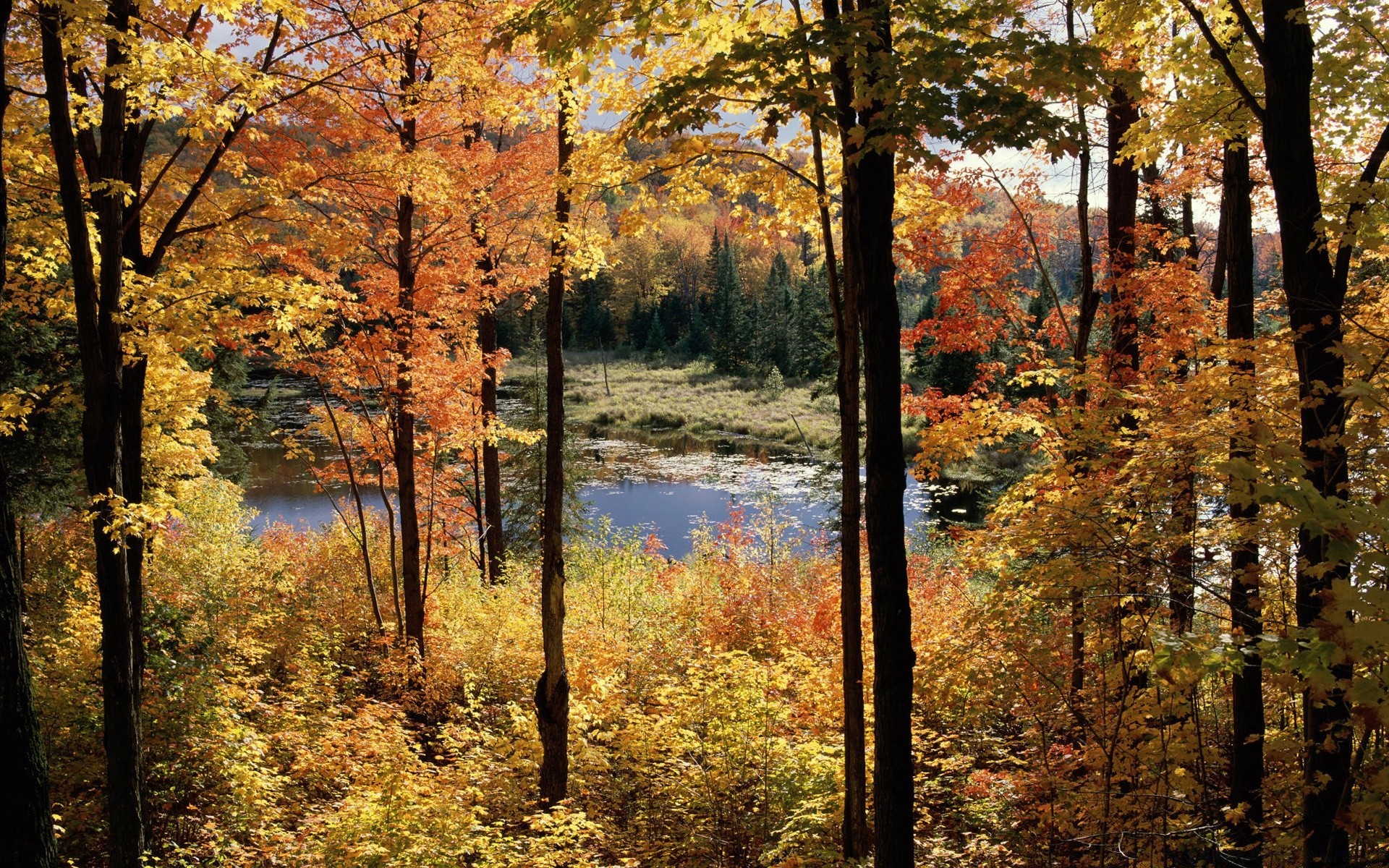 america autunno foglia albero legno paesaggio acero natura parco stagione scenic scenario all aperto oro ambiente bel tempo alba nebbia manuale scena