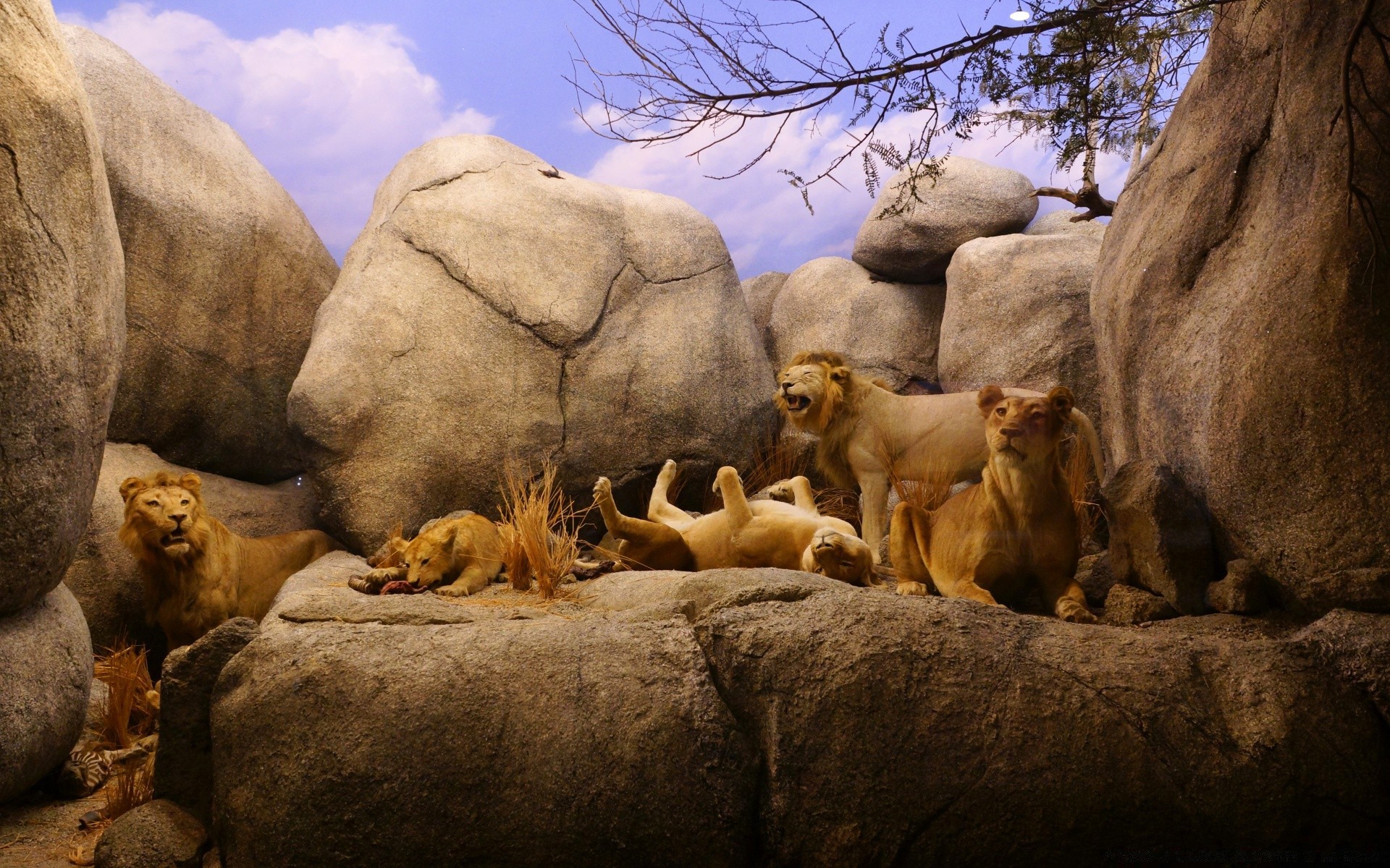 américa mamífero vida selvagem natureza animal leão ao ar livre dois