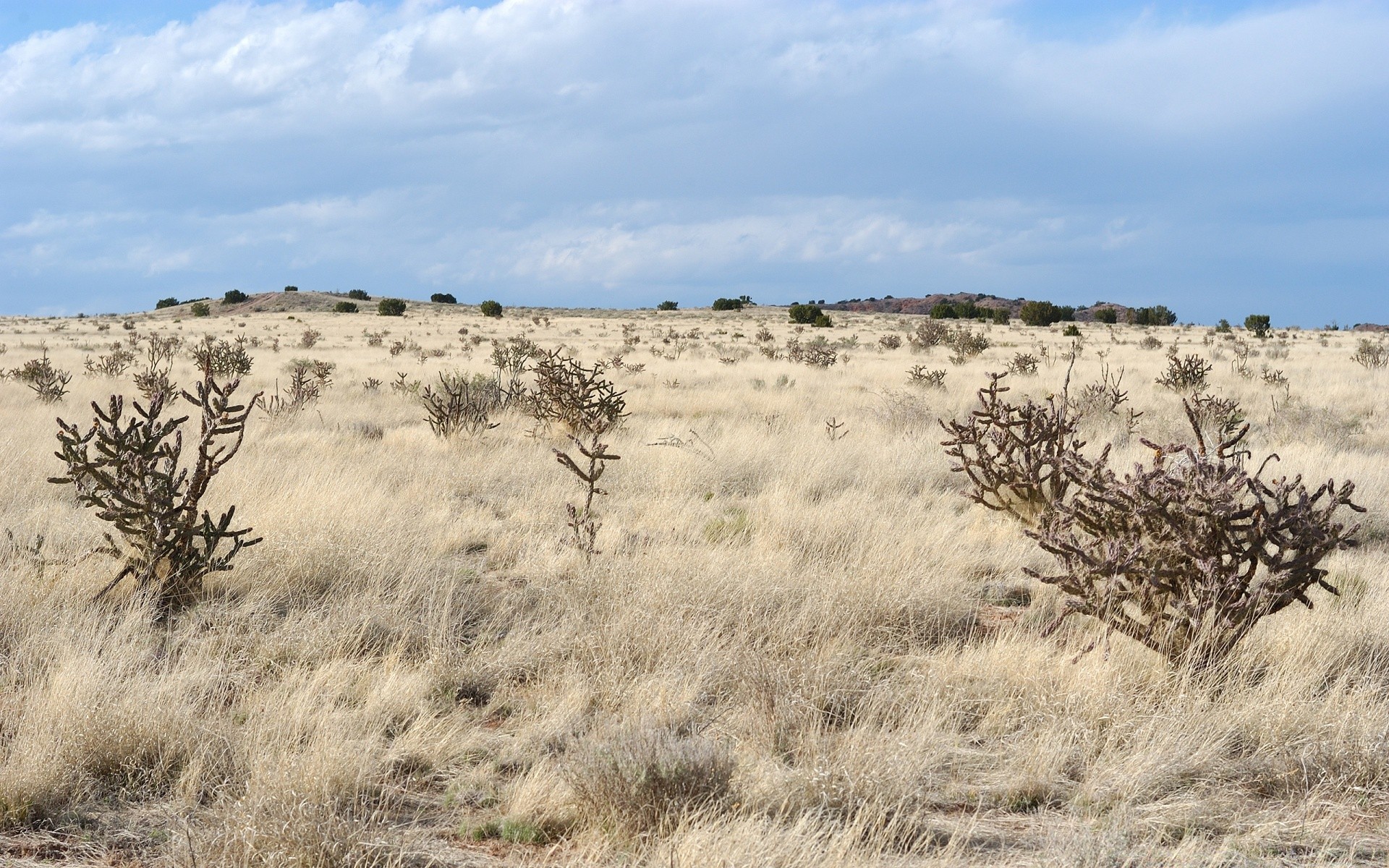 américa paisagem natureza seco árvore céu ao ar livre deserto viajar bush grama parque cênica ambiente