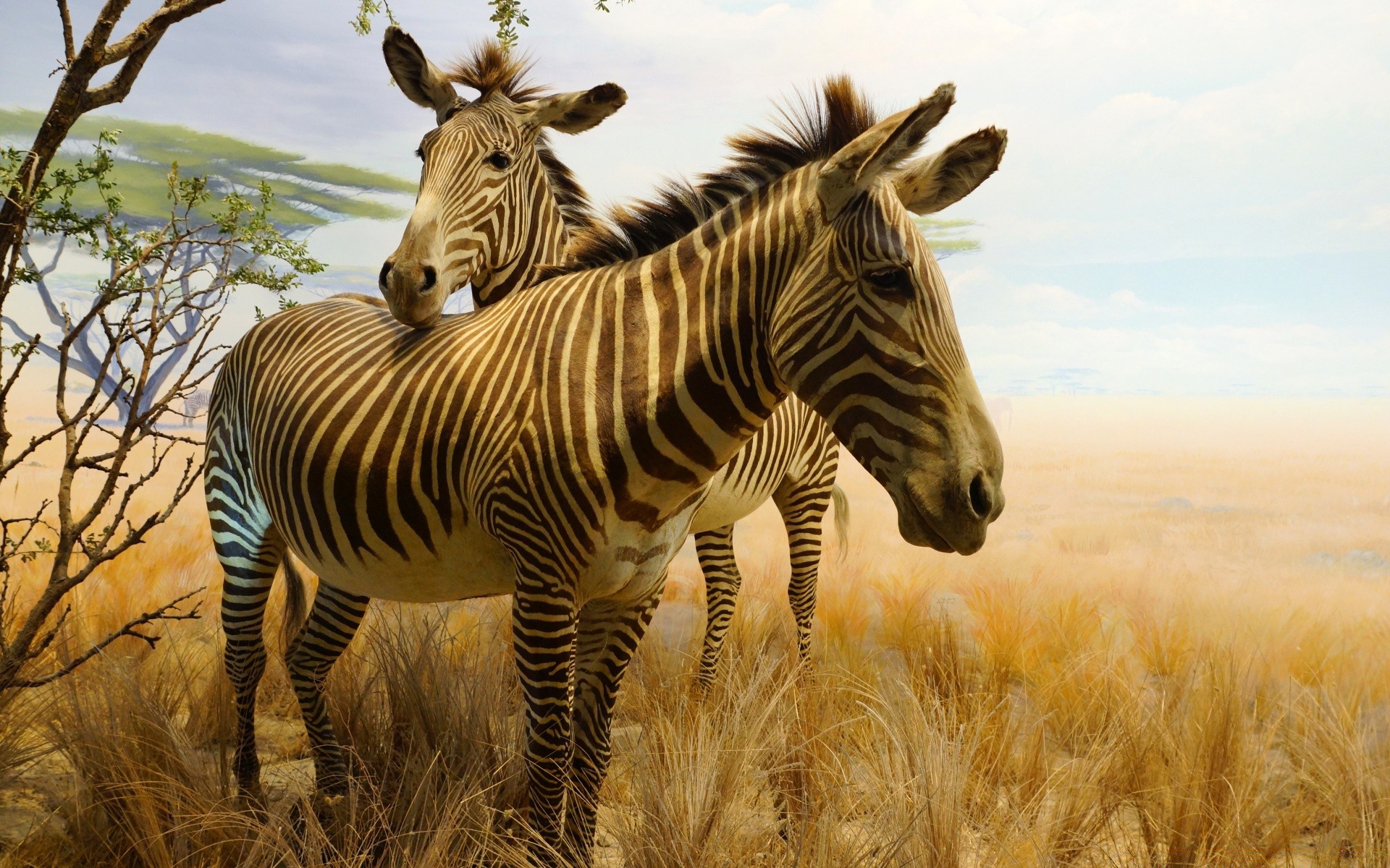 america mammal wildlife safari animal savanna wild nature grass zebra grassland herbivore mane