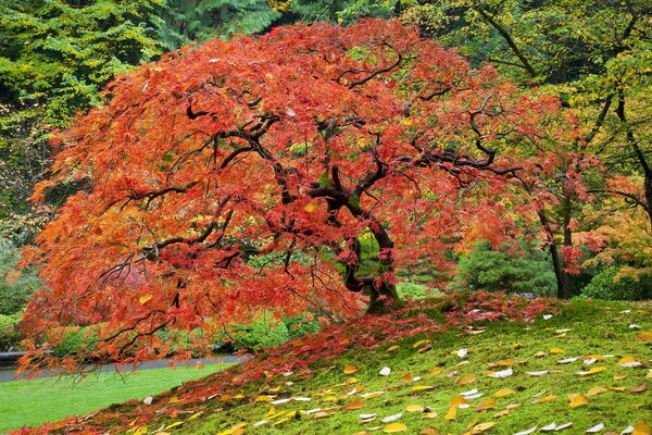 Árbol de otoño con un hermoso color de follaje