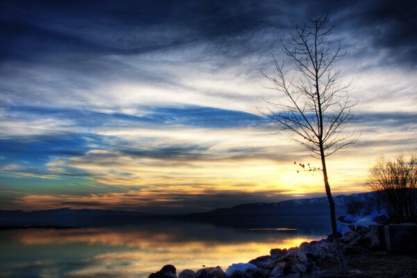 A small tree on the background of sunset