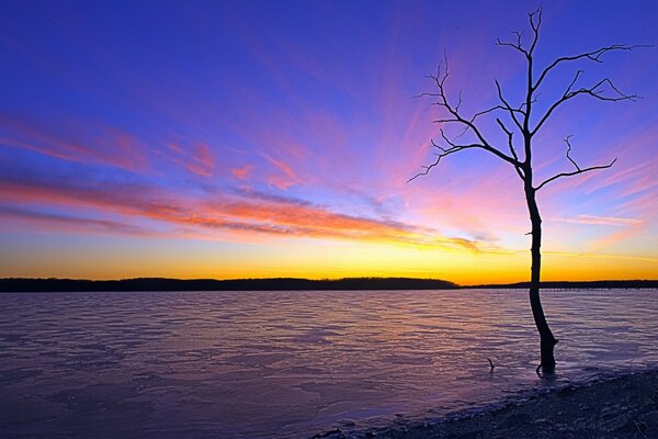 Ein einsamer Baum im Wasser