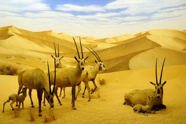 Antelopes looking for food in the desert sands