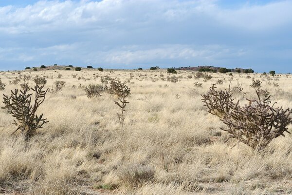 America landscape of dry grass and trees