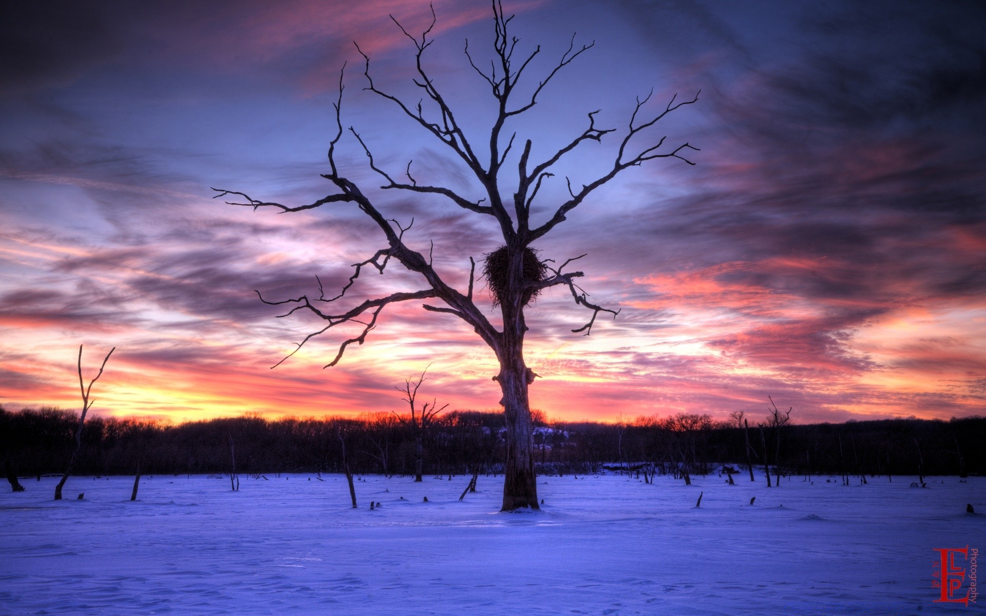 america tree dawn sunset landscape evening dusk nature water winter wood silhouette sky backlit weather lake outdoors