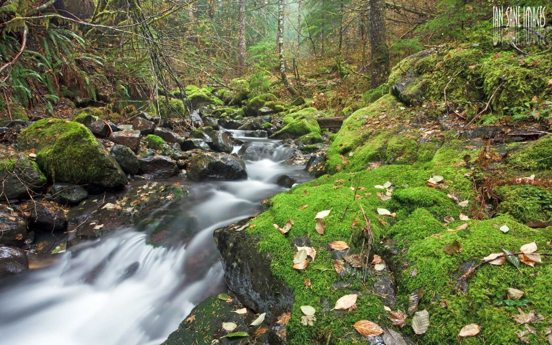 amérique eau nature bois flux cascade rivière mousse paysage à l extérieur rock feuille ruisseau voyage automne flux bois humide montagnes cascade