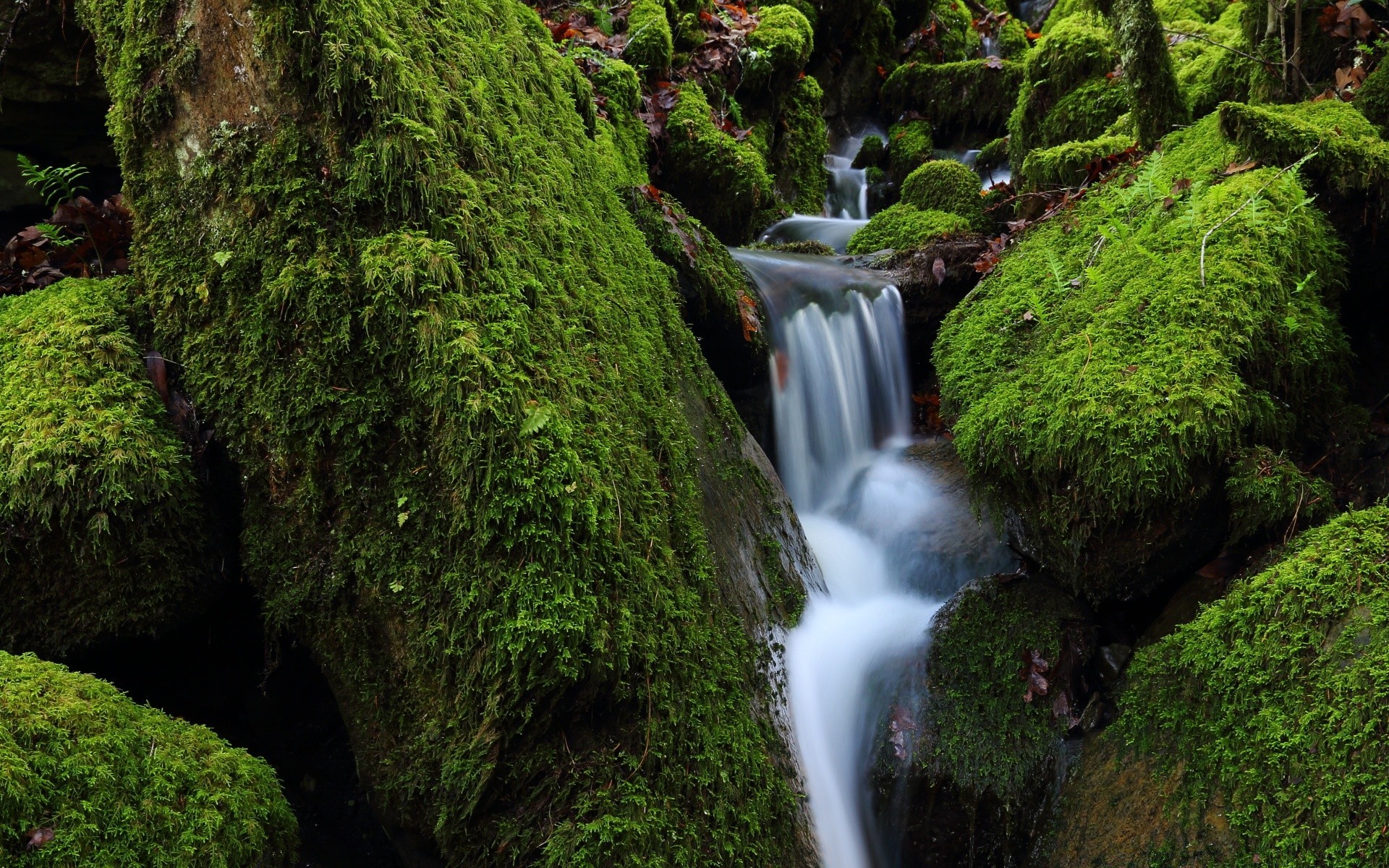 america moss waterfall wood leaf nature water outdoors tree lush park fern stone landscape travel flora garden environment mossy growth