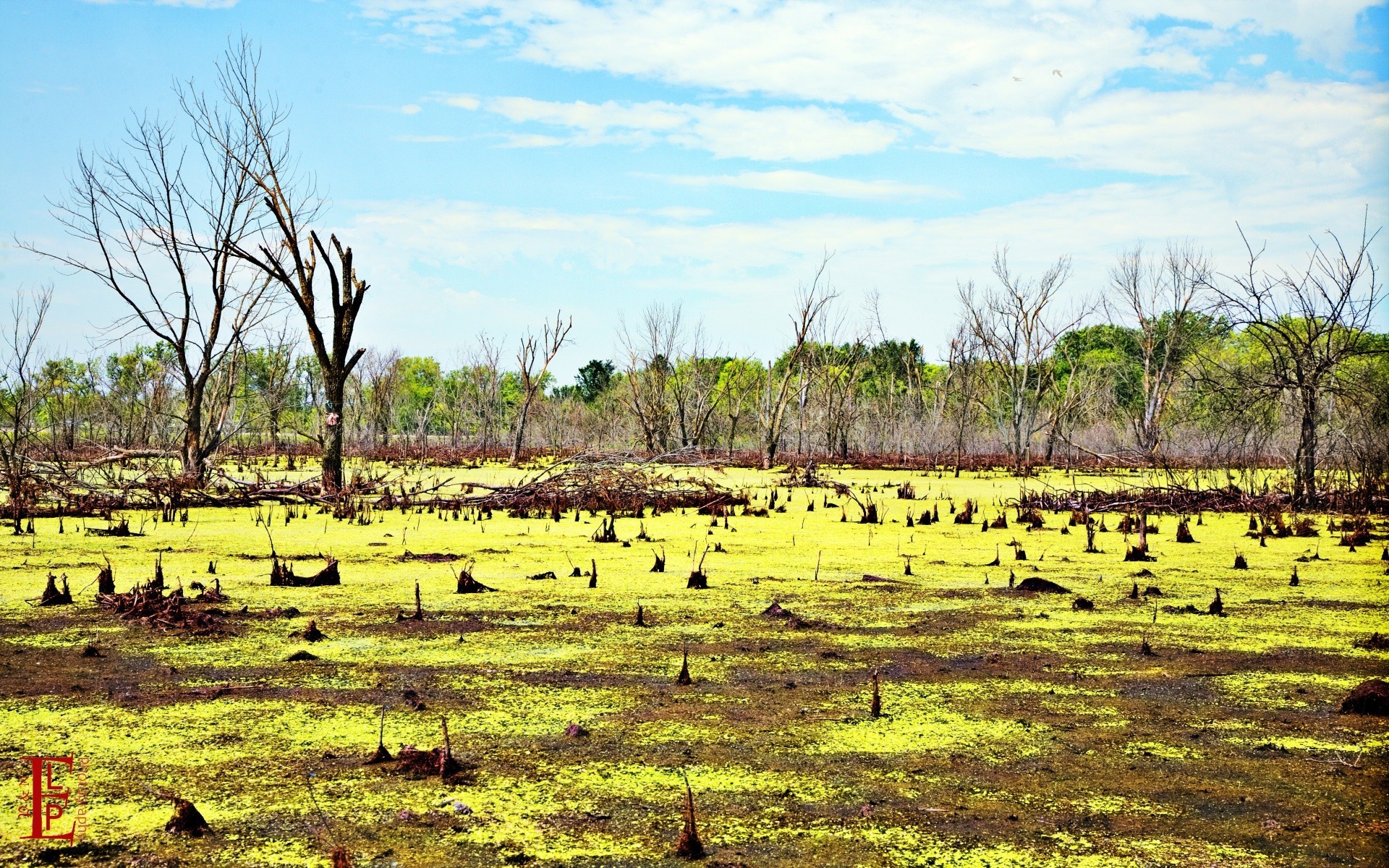 america nature grass landscape water tree rural field environment flora agriculture outdoors wood season wild summer swamp sky scene travel