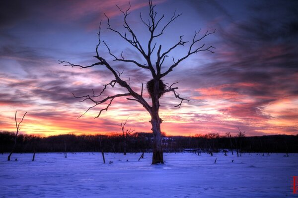 Albero solitario con nido al tramonto