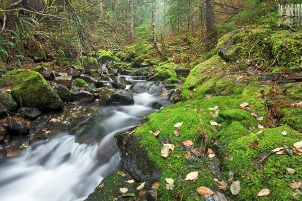 Belleza. Cascada en el bosque de otoño