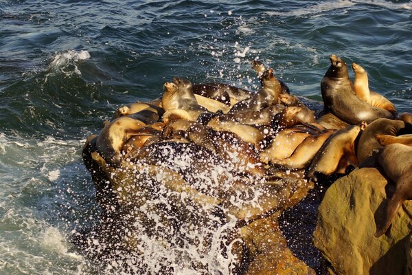 Mer et beaucoup de phoques