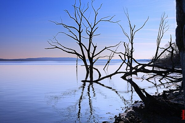 Landschaft von Bäumen im Wasser in der Nähe der Küste Amerikas